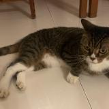 Foto de un gato reunido en Singapore