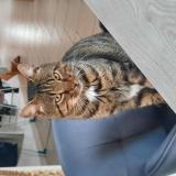 Foto de gato encontrado en Villedieu Les Poeles Rouffigny