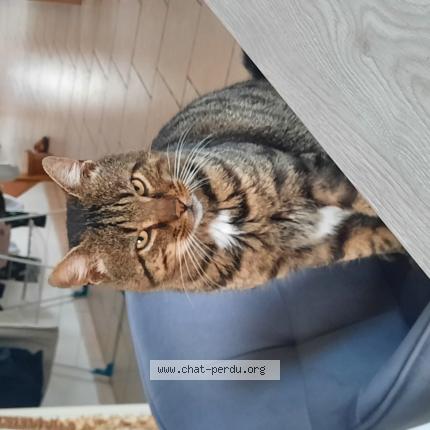 Foto 1/1 Gato encontrado Encontrado en Villedieu les poeles rouffigny