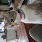 Foto del gato perdido en Gemozac