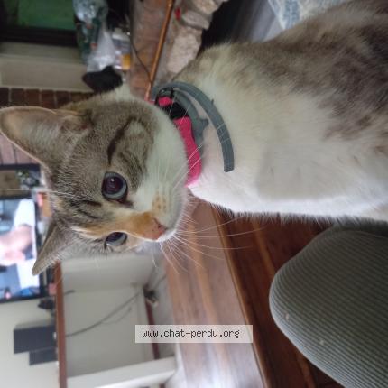 Foto 1/1 Jazzy Chat perdido en Gemozac