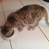 Foto de gato encontrado en Marseille