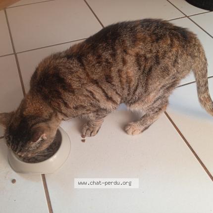 Foto 1/1 Gato encontrado Encontrado en Marseille