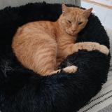 Foto del gato perdido en Chaniers