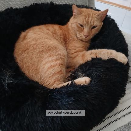 Foto 1/1 Chachou Chat perdido en Chaniers