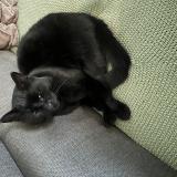 Foto del gato perdido en Buchy