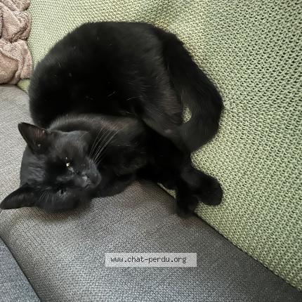 Foto 1/1 PEDRO Chat perdido en Buchy