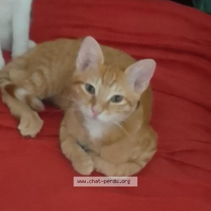 Foto 1/1 Minou Chat perdido en Vlezenbeek