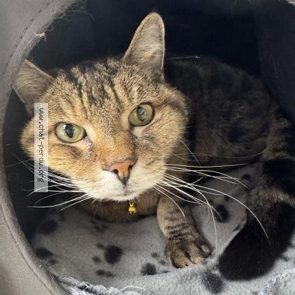 Foto 1/1 Gato encontrado Encontrado en Pointe aux trembles