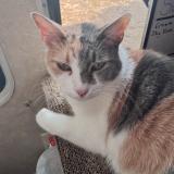 Foto del gato perdido en Houston