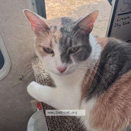 Foto 1/1 Luna Chat perdido en Houston