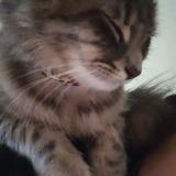 Foto del gato perdido en Lakewood