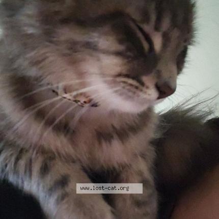 Foto 1/1 Mousie Chat perdido en Lakewood