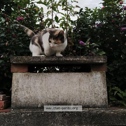 Foto 1/1 Canelle Chat perdido en Rothois