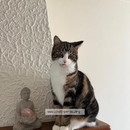 Foto 1/1 Indiana Chat perdido en Mours