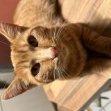 Foto del gato perdido en Perigny