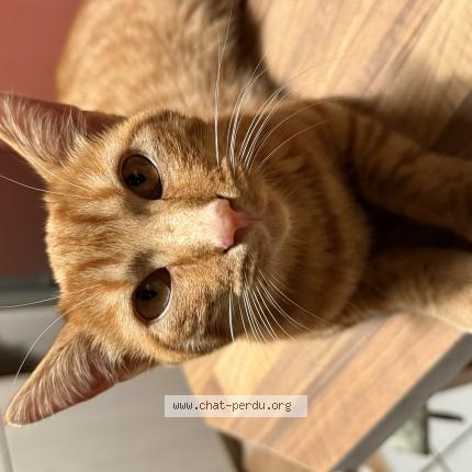 Foto 1/1 Pablo Chat perdido en Perigny