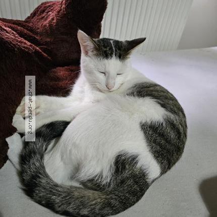 Foto 1/1 Gato encontrado Encontrado en Molenbeek saint jean