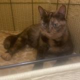 Foto del gato perdido en Terrebonne