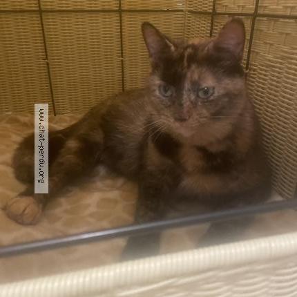 Foto 1/1 Chanel Chat perdido en Terrebonne