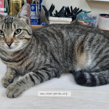 Foto 1/1 Zack Chat perdido en Chassieu