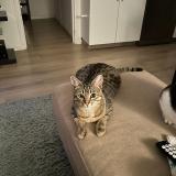 Foto del gato perdido en Veauche