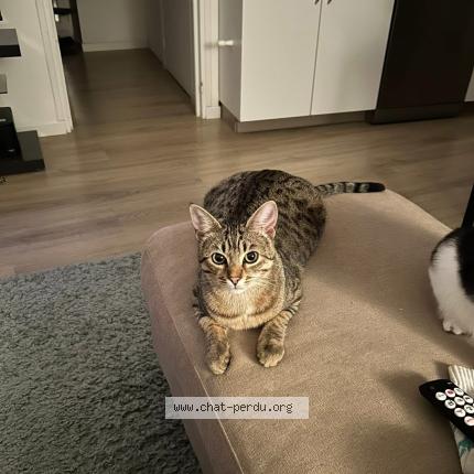 Foto 1/1 Brume Chat perdido en Veauche