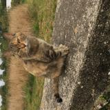 Foto del gato perdido en Guiscriff
