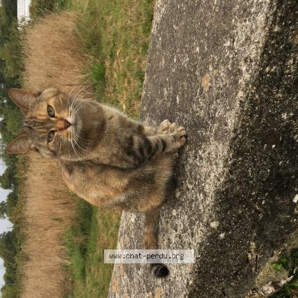 Foto 1/1 Lynxou Chat perdido en Guiscriff