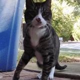 Foto de gato encontrado en Little Elm