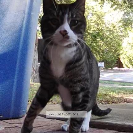 Foto 1/1 Gato encontrado Encontrado en Little elm