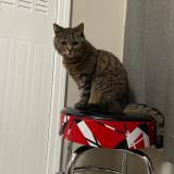 Foto del gato perdido en Atlanta