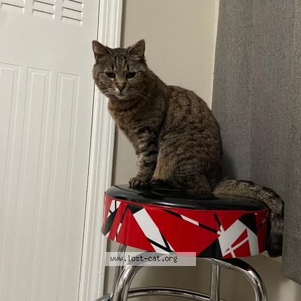 Foto 1/1 Maggie Chat perdido en Atlanta