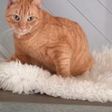 Foto del gato perdido en Caraman