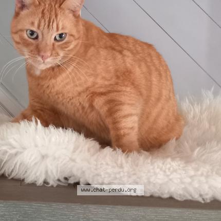 Foto 1/1 Dooguy Chat perdido en Caraman