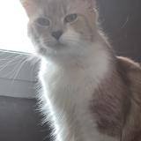 Foto del gato perdido en Saint Etienne