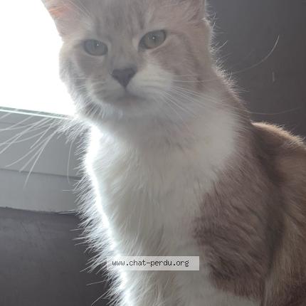 Foto 1/1 Caramel Chat perdido en Saint etienne