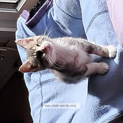 Foto 1/1 Gato encontrado Perdido en Franqueville st pierre