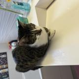 Foto del gato perdido en Brie Comte Robert