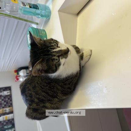 Foto 1/1 Ima Chat perdido en Brie comte robert