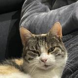 Foto del gato perdido en Mouettes