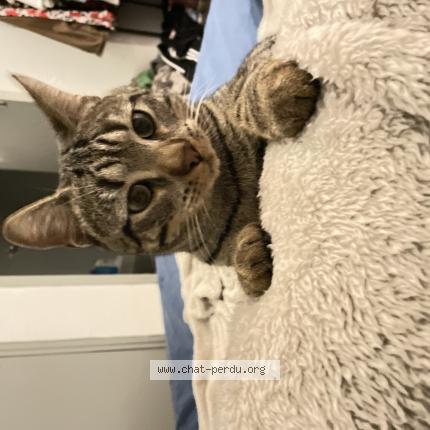 Foto 1/1 kitsune Chat perdido en Nimes