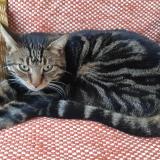 Foto del gato perdido en Beugnies