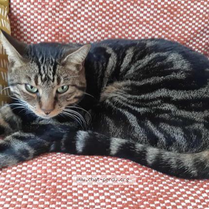 Foto 1/1 Moët Chat perdido en Beugnies