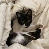 Foto del gato perdido en Gentilly