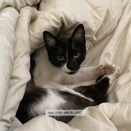 Foto 1/1 Boubi Chat perdido en Gentilly