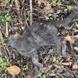 Foto de gato encontrado en Huilly Sur Seille