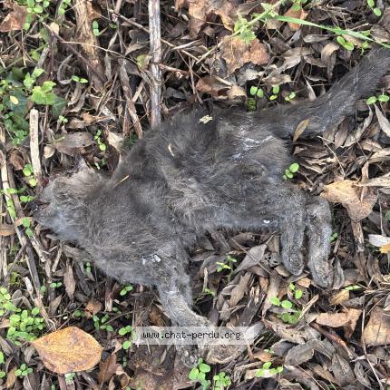 Foto 1/1 Gato encontrado Encontrado en Huilly sur seille