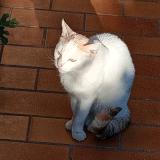 Foto de gato encontrado en Beziers