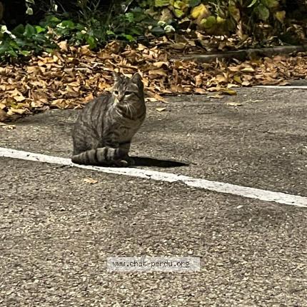 Foto 1/1 Gato encontrado Encontrado en Nimes